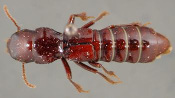 Media type: image;   Entomology 20233 Aspect: habitus dorsal view